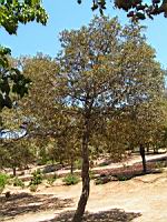 Chene vert, Quercus ilex (en Corse) (Photo F. Mrugala) (2)